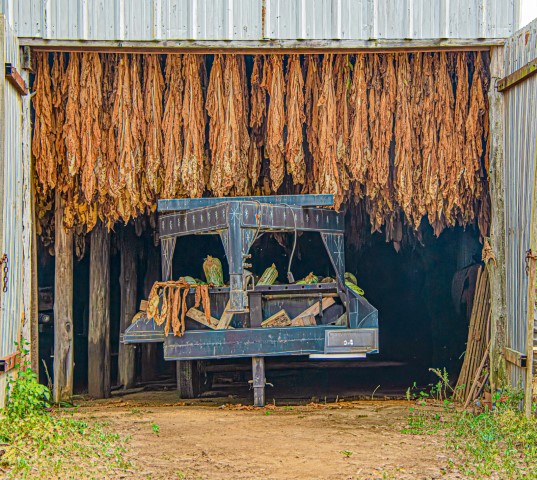 Image of Drying Tobacco by Barbara Harris from Louisville